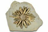 Jurassic Club Urchin (Asterocidaris) - Boulemane, Morocco #366914-1